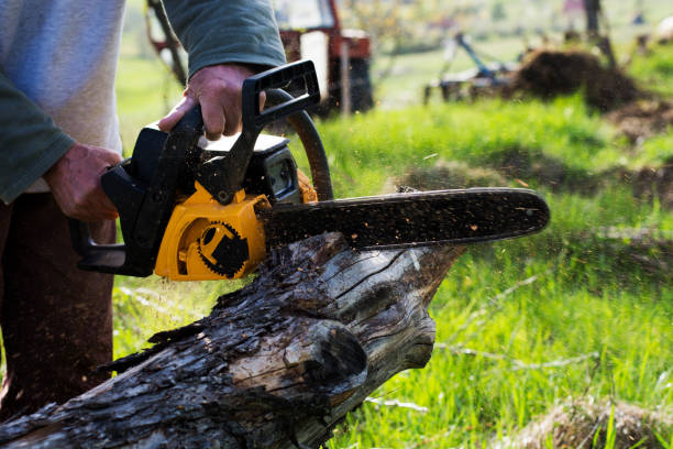 Best Arborist Consultation Services  in USA